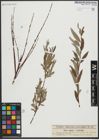 Foto von Salix repens L. x Salix viminalis L.